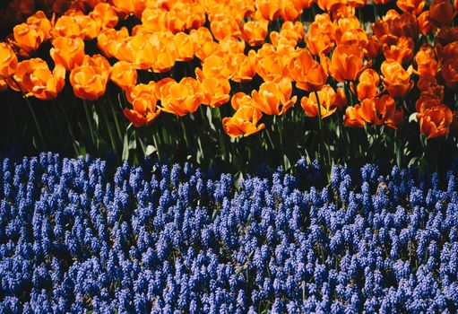 Colorful tulip flowers bloom in the spring  garden