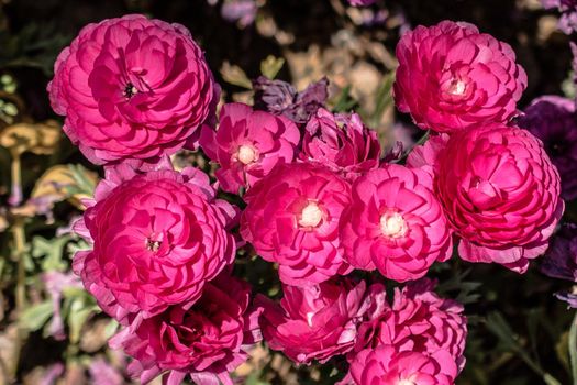 Colorful tulip flowers bloom in the spring  garden