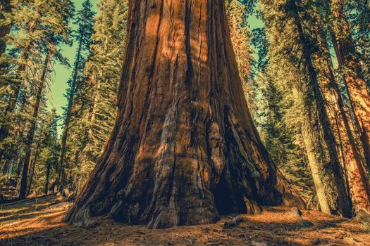 Giant Ancient Sequoia Tree Growing in the Sierra Nevada Mountains of California, United States of America.