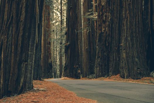 Redwood Woodland Road. Highway Crossing Scenic Ancient Forest in Northern California, United States of America.