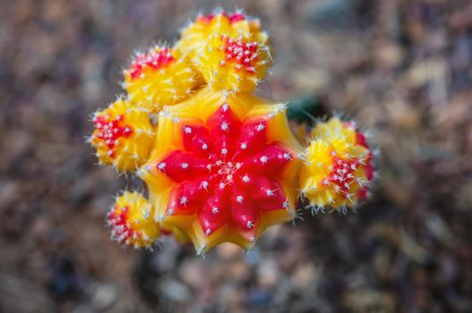 Close up top colorful small cactus plant with beautiful yellow and red flower blossom on the tree of Ruby Ball, grafted cactus or Moon Cactus, Macro of Gymnocalycium mihanovichii
