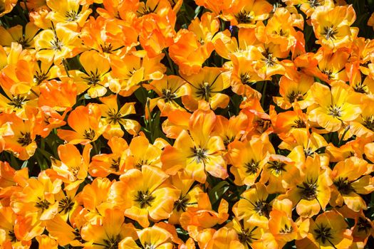 Blooming colorful tulip flowers in garden as floral background