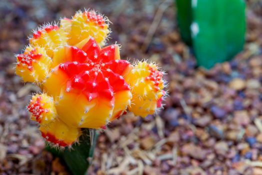 Close up colorful small cactus plant with beautiful yellow and red flower blossom on the tree of Ruby Ball, grafted cactus or Moon Cactus, Macro of Gymnocalycium mihanovichii