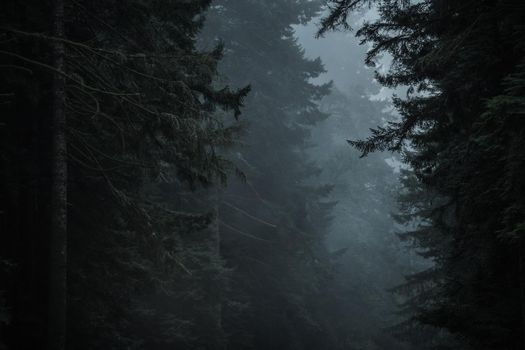 Dark Dramatic Redwood Woodland Landscape. Northern California, United States of America.