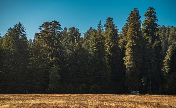 RV Camper Van on a Side of the Redwood Forest in Front of Large Meadow. Scenic Northern California Dry Camping. United States of America.
