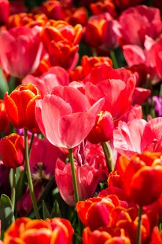 Colorful tulip flowers bloom in the spring  garden