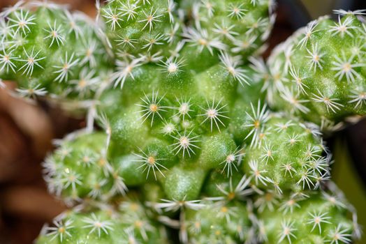 Closeup top green small Cactaceae or cactus plant in a pot beautiful nature of the exotic desert tree is an ornamental plant