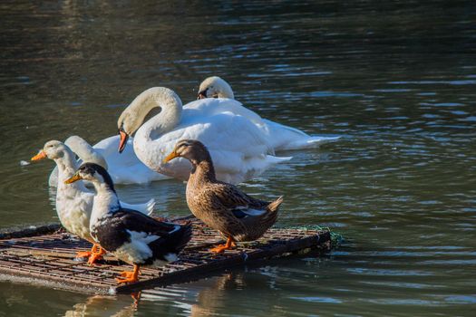 White swan swimming in the lake near ducks on board