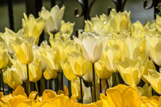 Blooming tulips  flowers in  as  floral plant  background