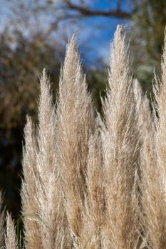 Cortaderia selloana, commonly known as pampas grass, in the view