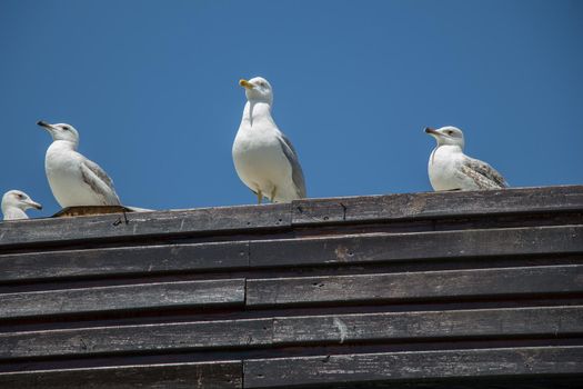 Seagull is sitting on the roof