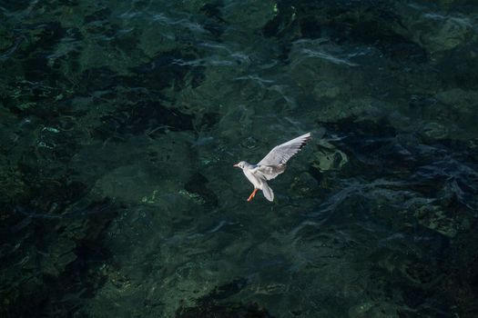 Single seagull flying in the sky in view