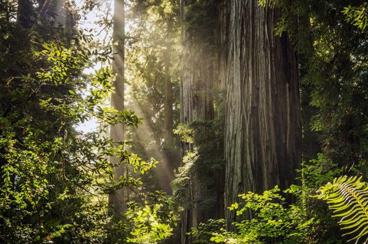 Sunny Northern California Redwood Forest Scenery. Coastal Fog and the Sunlight.