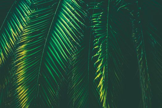 Tropical Palm Leaves Nature Background. Leaf Close Up. Bluish Color Grading.