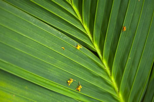 Tropical Palm Leaf Nature Background. Vertical Photo of Palm Leaf. Green Organic and Natural Background.