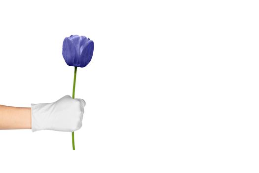 Hand in a surgical glove holds a purple or violet tulip isolated on white background. Banner with Copy space. 2022 color of the year very peri