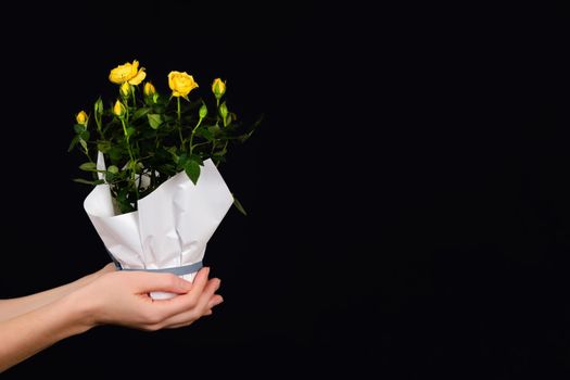 Hands holding a small bush of yellow roses in a pot isolated on black background. Trendy banner for Valentines Day, International Womens Day or mothers day.