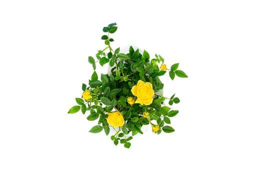 Top view on beautiful small bush of yellow roses in a pot isolated on white background. Home plants and gardening concept.