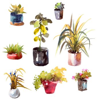 Watercolor illustration of home plants in a pots on white background