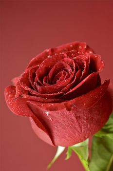 Rose in Red. Fresh Rose Flower on Red-Burgundy Background. Love Theme