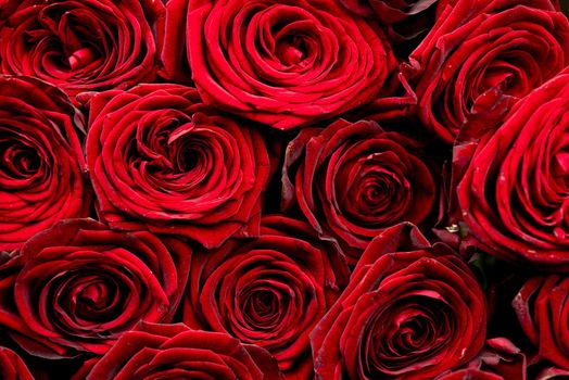 Bunch of Red Roses. Red Roses Background. Flowers Photo Collection.
