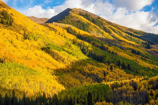 Fall Hills of Colorado. Yellow Aspen Trees Forest near Aspen, Colorado, USA