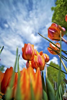 Beautiful Tulips Wide Angle Closeup Photo. Blossom Red-Orange Tulips Vertical Photo. Flowers Photo Collection.