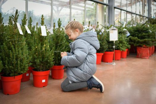 A small girl chooses a Christmas tree in the market.