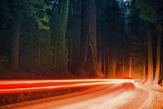 Giant Sequoia Forest Traffic at Night. Car Lights in a Motion Blur. Sequoia National Park, California, USA. 