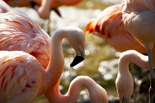 Flamingos Flock Closeup- Flamingoes. Animals Photo Collection.