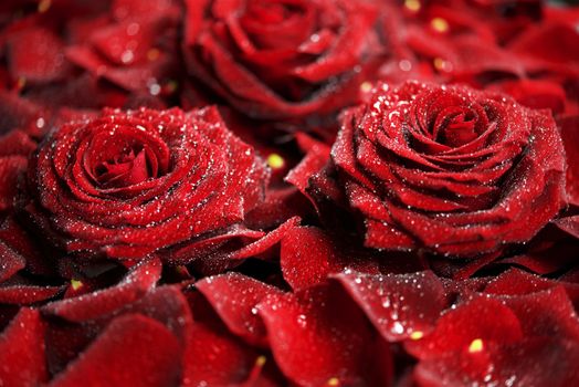 Beautiful Red Roses Closeup Photo. Roses Floral Photo.
