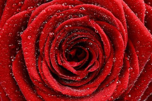 Red Rose Closeup. Beautiful Red Rose and Water Drops - Macro Photo. Macro Photography Collection.