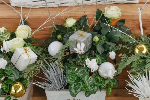 Christmas composition with cyclamens for Christmas