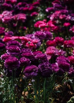 Blooming beautiful colorful fresh natural flowers in view