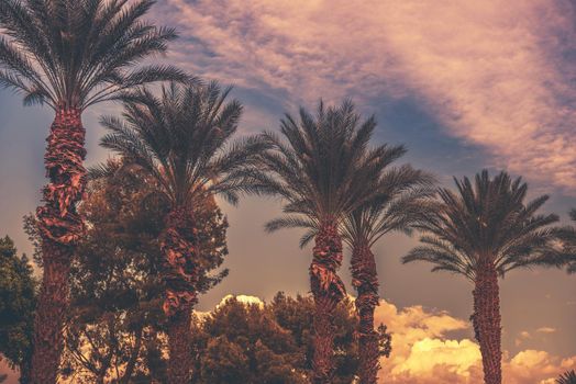 Palm Trees Sunset in Vintage Heat Color Grading.