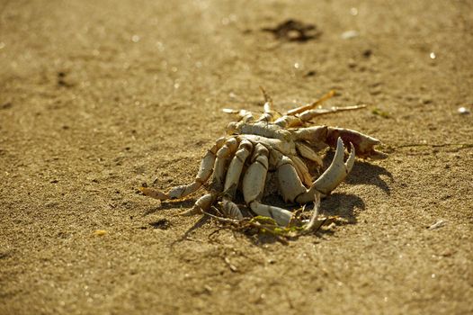 Dead Crab - Crab Skeleton on the Beach.