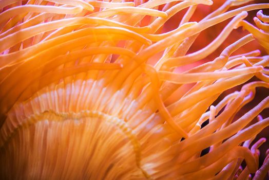 Bubble Sea Anemone Closeup. Marine Life. Coral Reef Photo Background