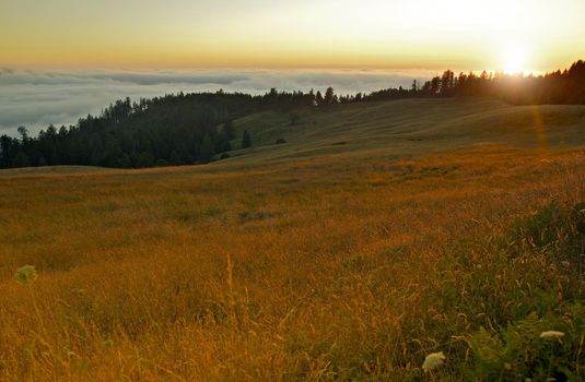 Redwood Hills in Sunset. Redwood National Park - Bald Hills Road. California, USA. Nature Photo Collection.