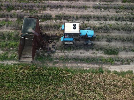 Drone aerial view of a violet lavender field during the harvest