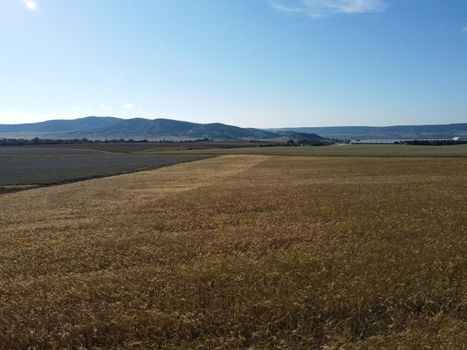 Green wheat field in countryside, close up. Field of wheat blowing in the wind at sunny spring day. Young and green Spikelets. Ears of barley crop in nature. Agronomy, industry and food production