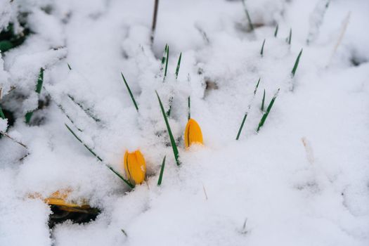 Close-up of melting snow and yellow crocus blooming in early spring in the forest. Beautiful wild crocuses flowers, closeup. Crocus scharojanii