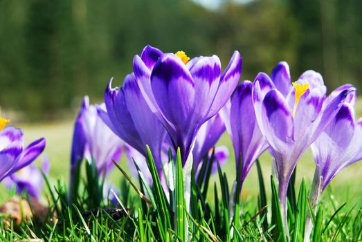 Spring Purple Crocuses Closeup. Spring Flowers