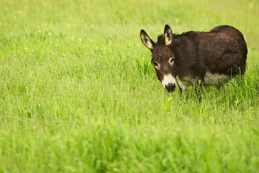 Donkey in Grass. Farm Pasture. Agriculture Photo Collection.