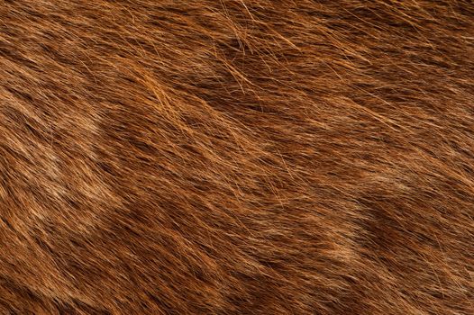 Brown Bear Coat. Real Brown Bear Fur Closeup Photography.