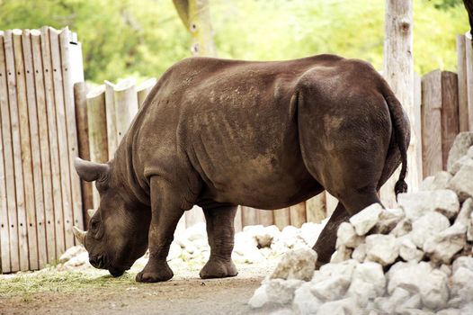 Rhinoceros - Rhino in the City Zoo. Horizontal Rhino Photography.