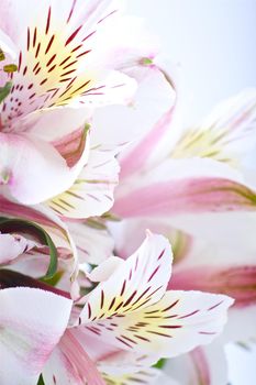 White-Pinky Alstroemeria Flowers - Macro Photo