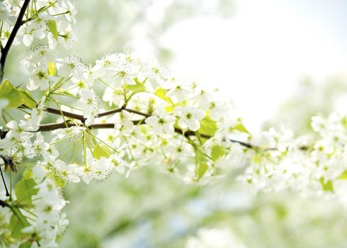 American Wild Plum - Flowering Branches. Nature Photo Collection.