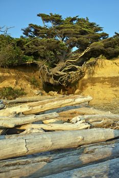 Levitating Beach Tree - Pacific Ocean Beach, Washington State USA. The Power of the Nature.