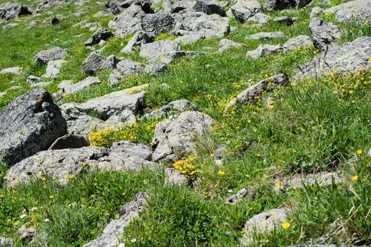 Wildbeautiful flowers blooming in wilderness landscape