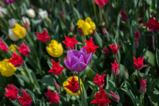 Tulip Flowers Blooming in Spring Season